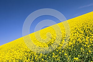 Rapeseed canola or colza field in latin brassica napus