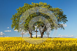 Rapeseed, canola or colza field in Latin Brassica Napus