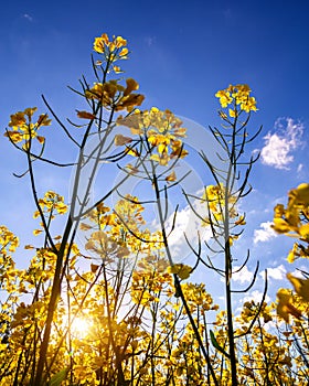 Rapeseed, canola or colza field in Latin Brassica Napus with beautiful clouds on sky, rape seed is plant for green energy and oil