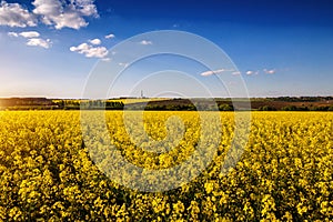 Rapeseed, canola or colza field in Latin Brassica Napus with beautiful clouds on sky, rape seed is plant for green energy and oil