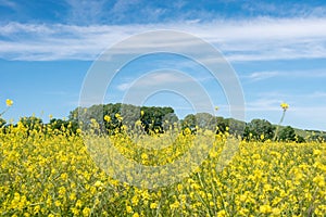 Rapeseed, canola or colza field in Latin Brassica Napus, rape seed is plant for green energy and oil industry. Flowering