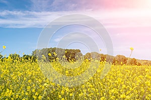 Rapeseed, canola or colza field in Latin Brassica Napus, rape seed is plant for green energy and oil industry. Flowering