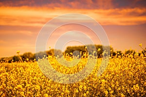 Rapeseed, canola or colza field in Latin Brassica Napus, rape seed is plant for green energy and oil industry. Flowering