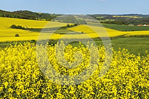 Rapeseed, canola or colza field in Latin Brassica Napus