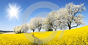 Rapeseed, canola or colza field with parhway