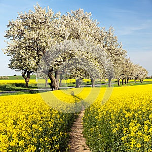 Rapeseed canola colza field pathhway alley cherry trees