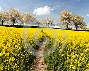 Rapeseed canola colza field pathhway alley cherry trees