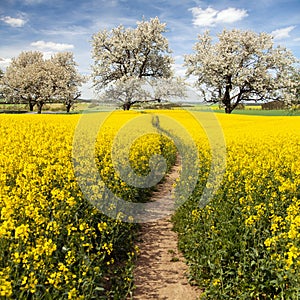 Rapeseed canola colza field pathhway alley cherry trees