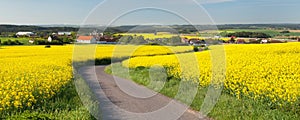 Rapeseed canola or colza field with rural road