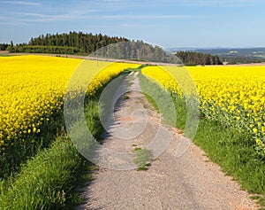 Rapeseed canola or colza field with rural road