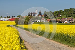 Rapeseed, canola or colza field, rural road and village
