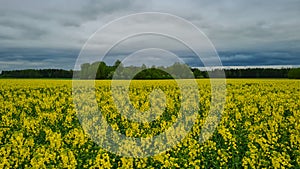 Rapeseed, canola or colza in Latin Brassica Napus, rape seed is plant for green energy and oil industry, springtime golden