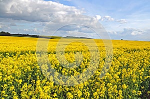 Rapeseed canola field