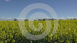 Rapeseed crop blowing in the wind across the top