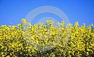 Rapeseed field