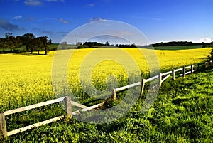 Rapeseed field