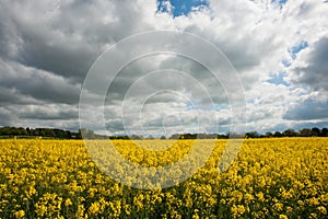 Rapeseed field