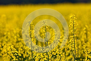 Rapeseed field