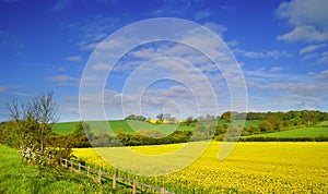 Rapeseed field 2