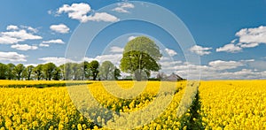 Rapeseed Field