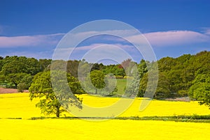 Rapeseed field