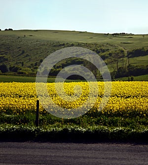 rapeseed field