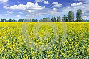 Rapeseed field