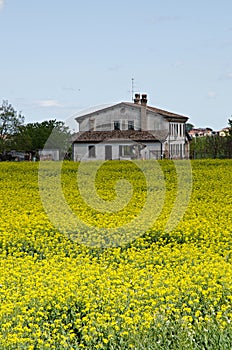 Rapeseed field