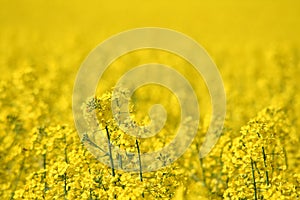 Rapeseed field