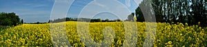 Rapeseed Field