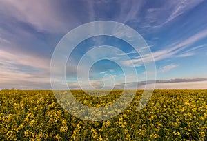 Rapeseed field