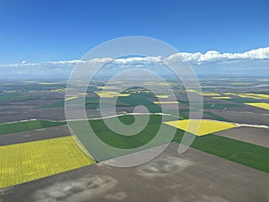 Rapeseed field Aerial View on a bright day.