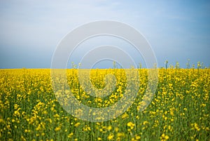 Rapeseed field against the blue sky huge flower field