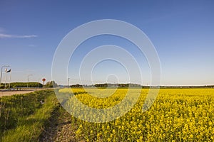 Rapeseed field along asphalt road and green trees on blue sky background.