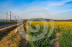 Rapeseed field along a road, in the west of Romania, Europe