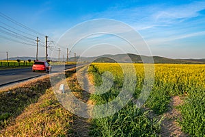 Rapeseed field along a road, in the west of Romania, Europe