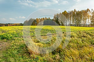 Rapeseed field and autumn trees on a clear day