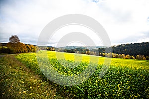Rapeseed field in autumn in the Upper Palatinate