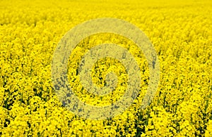 Rapeseed field. Background of blossoms. Flowering on the field.