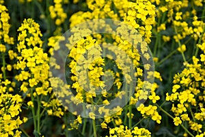 Rapeseed field. Background of blossoms. Flowering on the field.