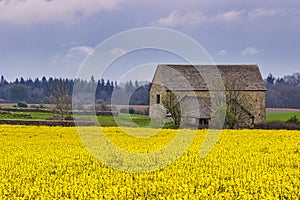 Rapeseed Field And Barn In Rural England