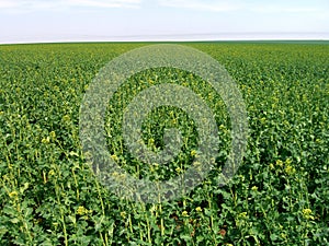 Rapeseed field at the beginning of flowering