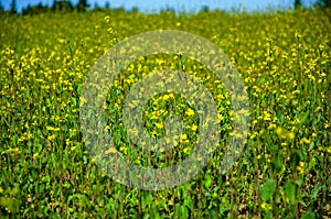 Rapeseed field in bloom in the countryside in spring, full screen