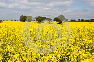 Rapeseed field in bloom in the French countryside in spring with trees on the horizon