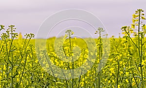 Rapeseed field, Blooming canola flowers close up