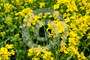 Rapeseed field, blooming canola flowers close up. Bright yellow rapeseed oil