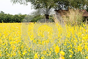 Rapeseed field, Blooming canola flowers close up. on the fi