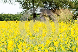 Rapeseed field, Blooming canola flowers close up. on the fi