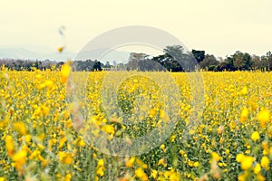 Rapeseed field, Blooming canola flowers close up. on the fi