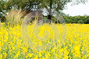 Rapeseed field, Blooming canola flowers close up. on the fi